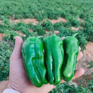 صنف فلفل حلو هجين أفنان F1