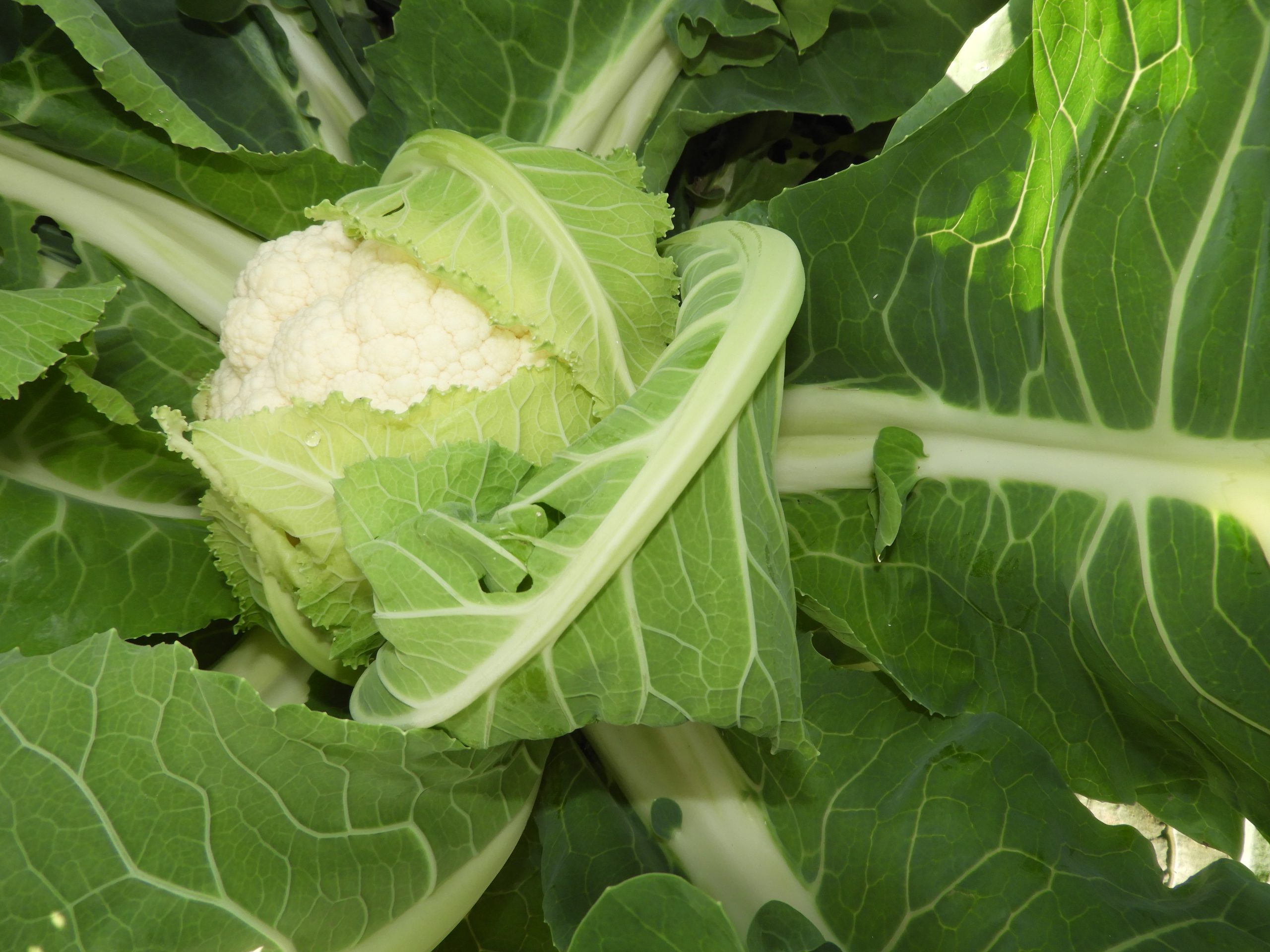 صنف قرنبيط هجين وايت داى F1 - Image 10