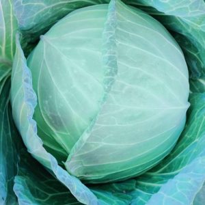 صنف كرنب سلطة أبيض لاما F1