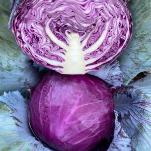 صنف كرنب سلطة أحمر كاتيا F1