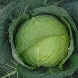 صنف كرنب حشو فل جرين F1