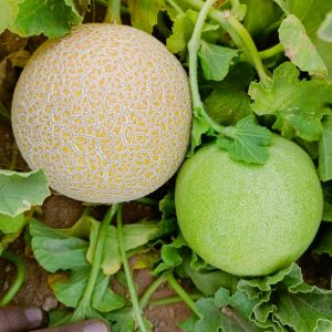 صنف كانتلوب هجين هارديست F1