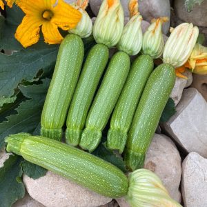 صنف كوسة هجين زهرة F1