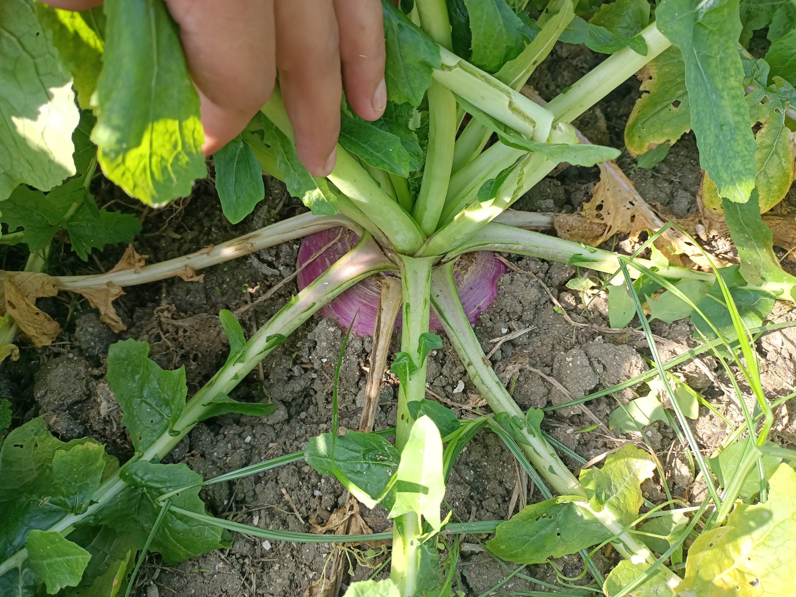 صنف لفت هجين F1 Top White Globe - Image 11