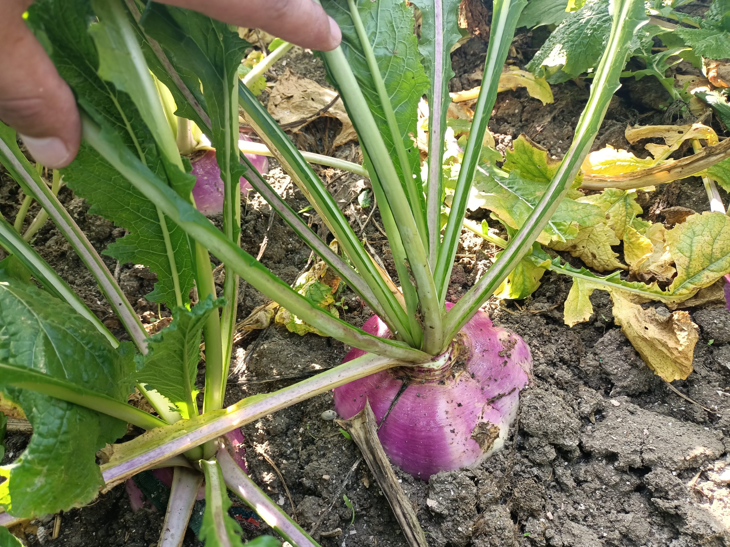 صنف لفت هجين F1 Top White Globe - Image 10