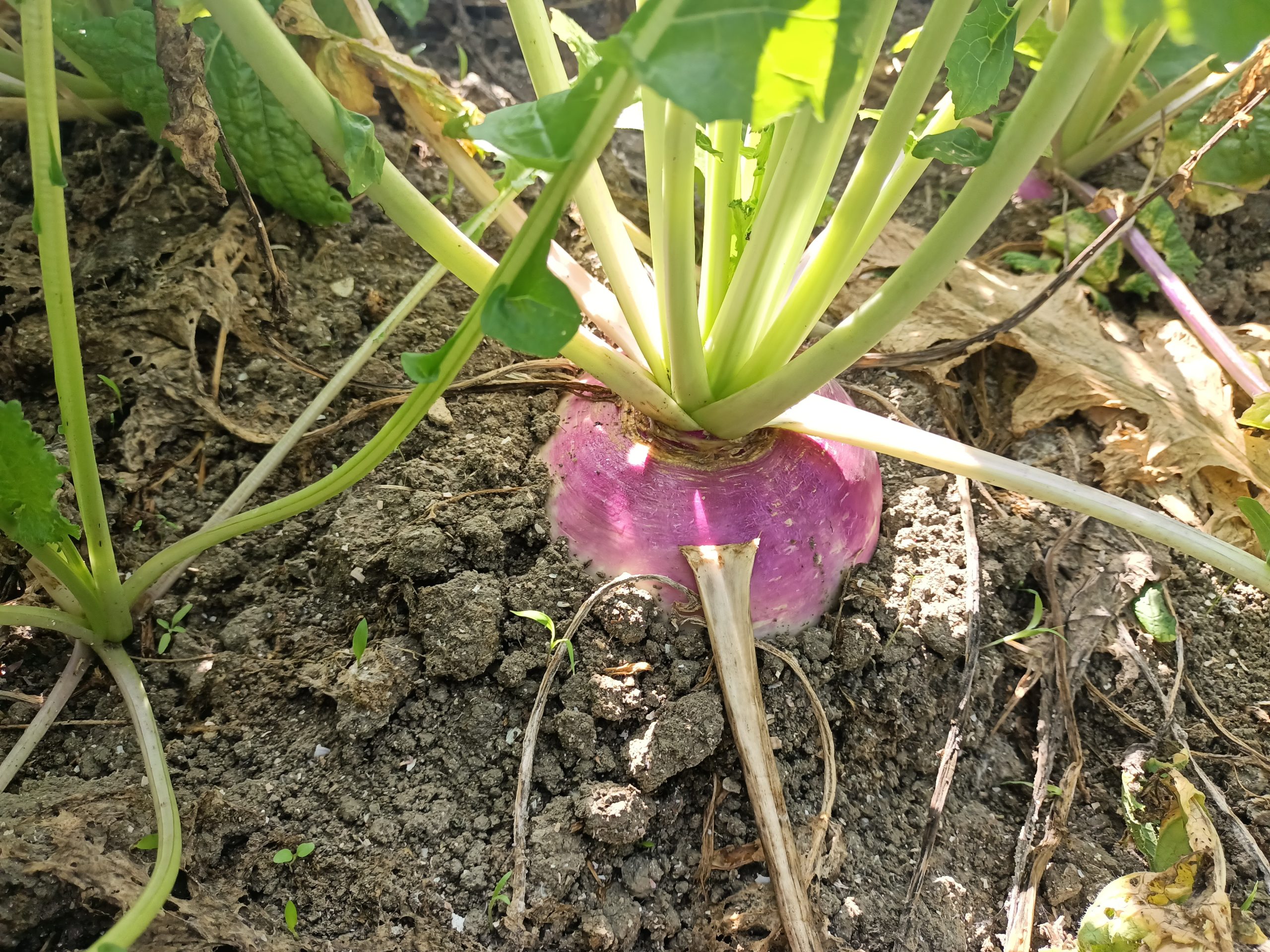 صنف لفت هجين F1 Top White Globe - Image 9