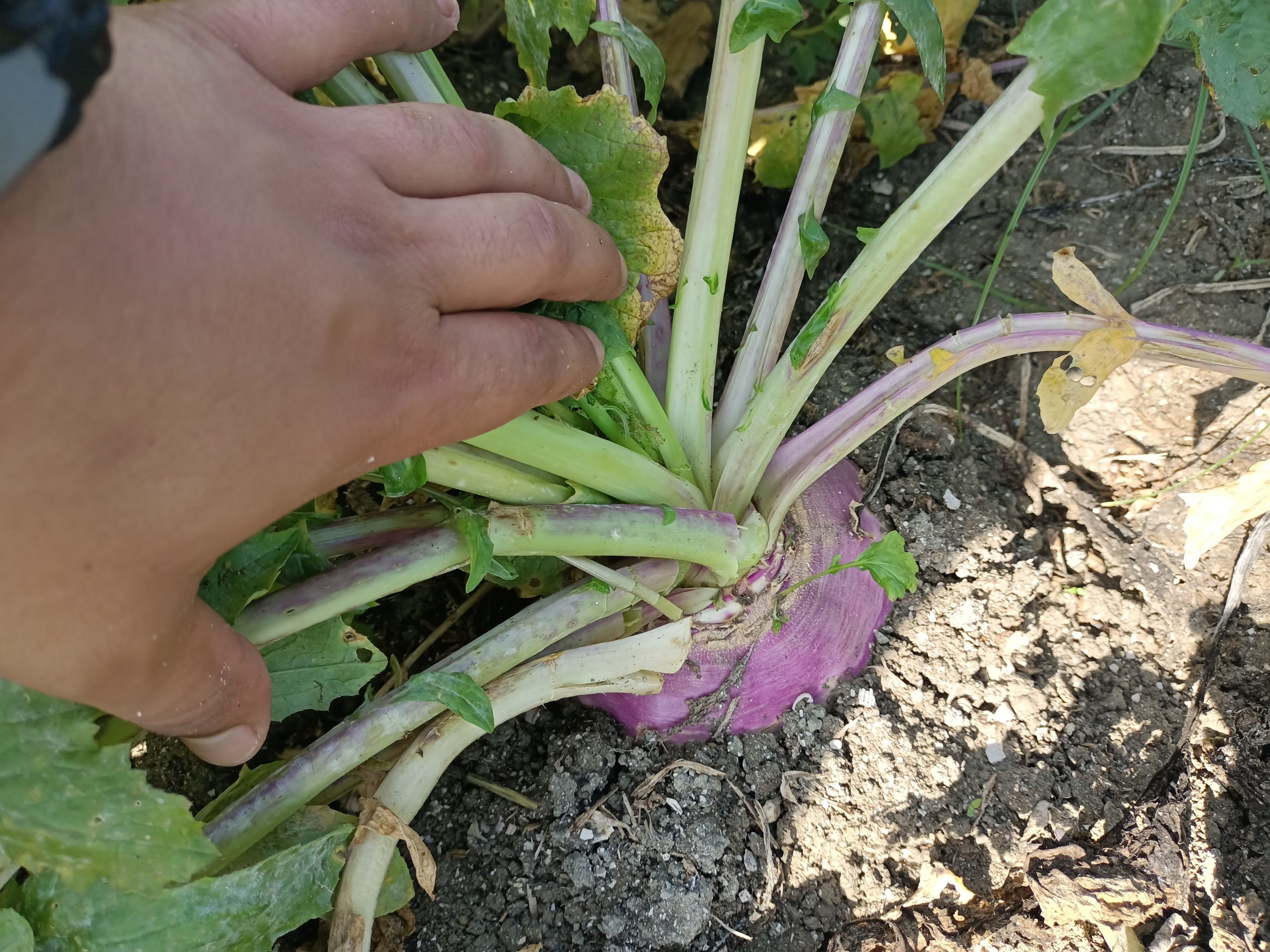 صنف لفت هجين F1 Top White Globe - Image 7