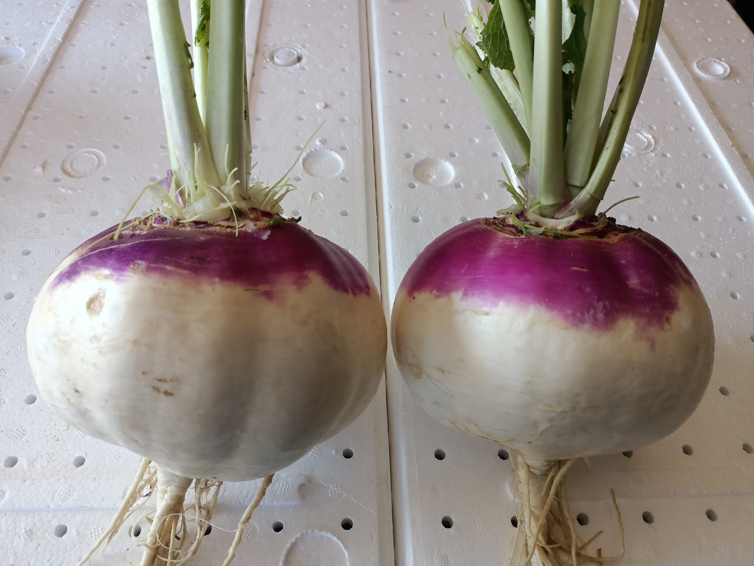 صنف لفت هجين F1 Top White Globe - Image 4