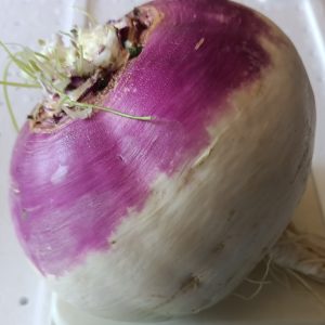 صنف لفت هجين F1 Top White Globe