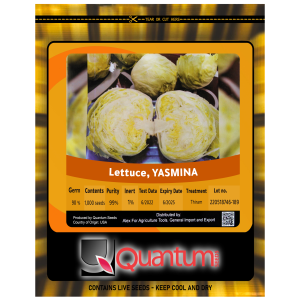 خس كابوتشى . ياسمين