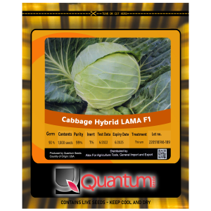 كرنب سلطه أبيض . لاما