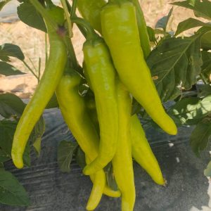 صنف شطه هجين لهيب F1