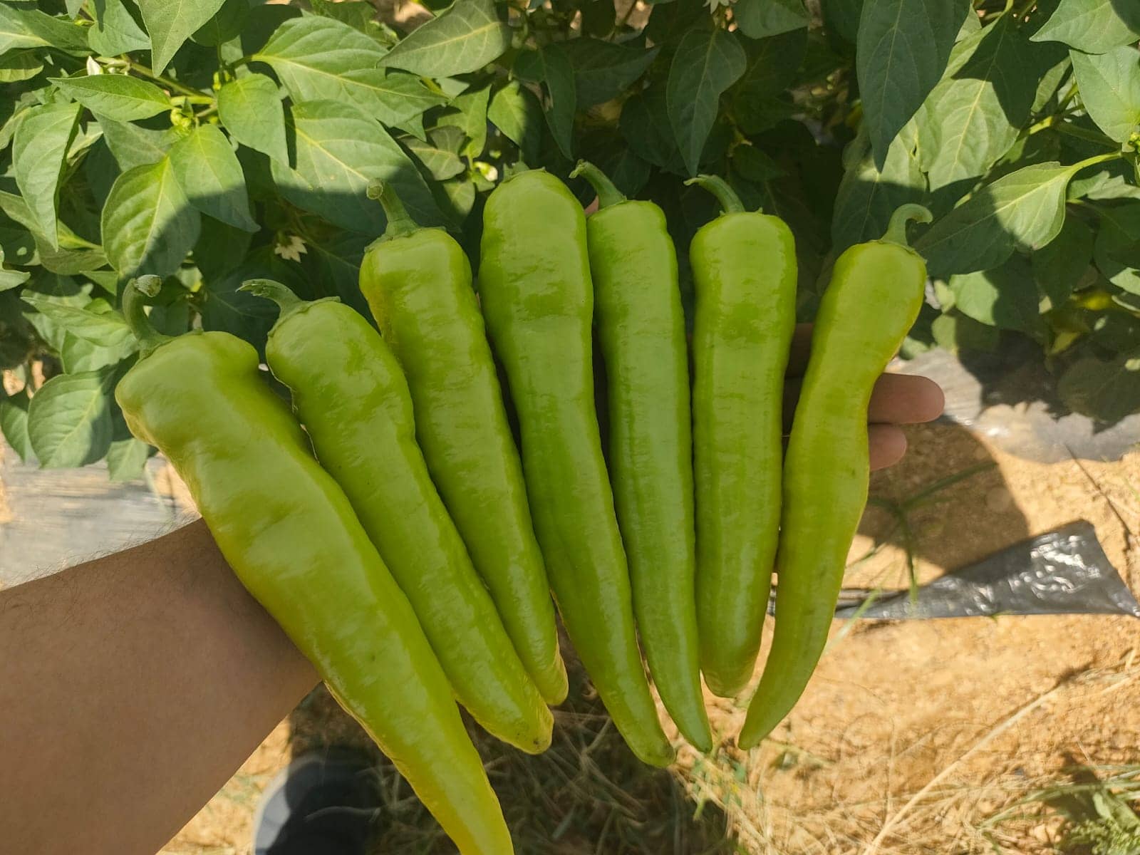 صنف شطه هجين لهيب F1 - Image 10