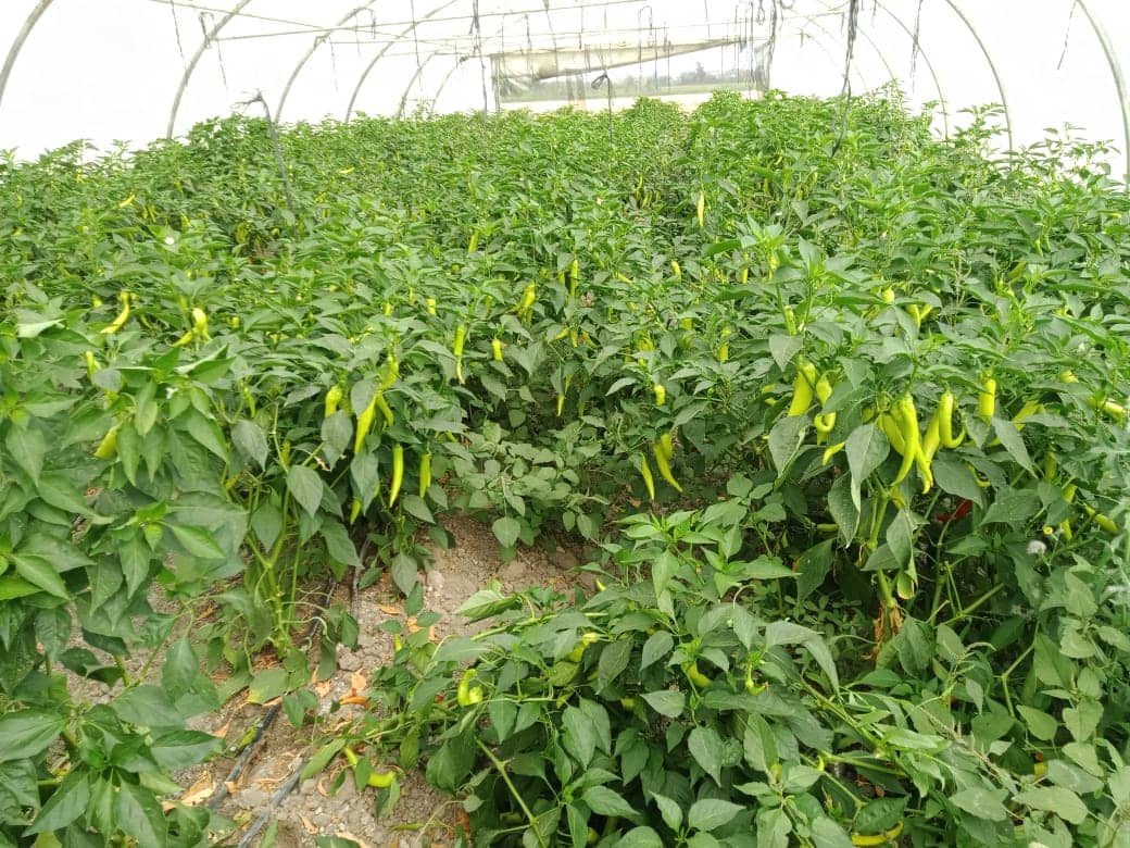 صنف شطه هجين لهيب F1 - Image 30