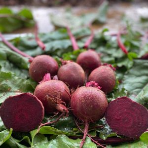 صنف بنجر F1 RED BEET HYBRID COSMOS
