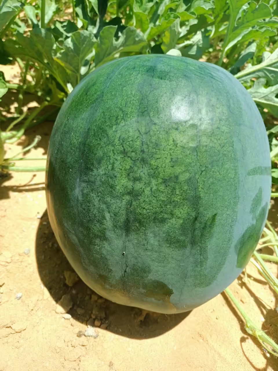 بطيخ فينسيا