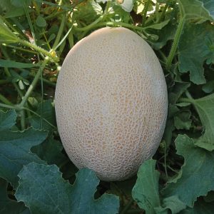 صنف أناناس هجين ثمار محسن F1