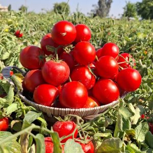 طماطم بريمو F1