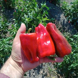 صنف فلفل حلو هجين أفنان محسن F1